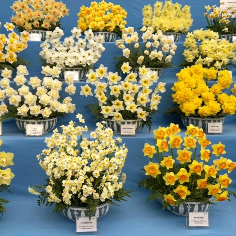 Happy Mother&rsquo;s Day to all of the mother figures out there. We see and appreciate all that you do to nurture and care for those around you. The shop is closed today so we can rest and celebrate with our families ❤️ #mothersday #annarbor #daffodi