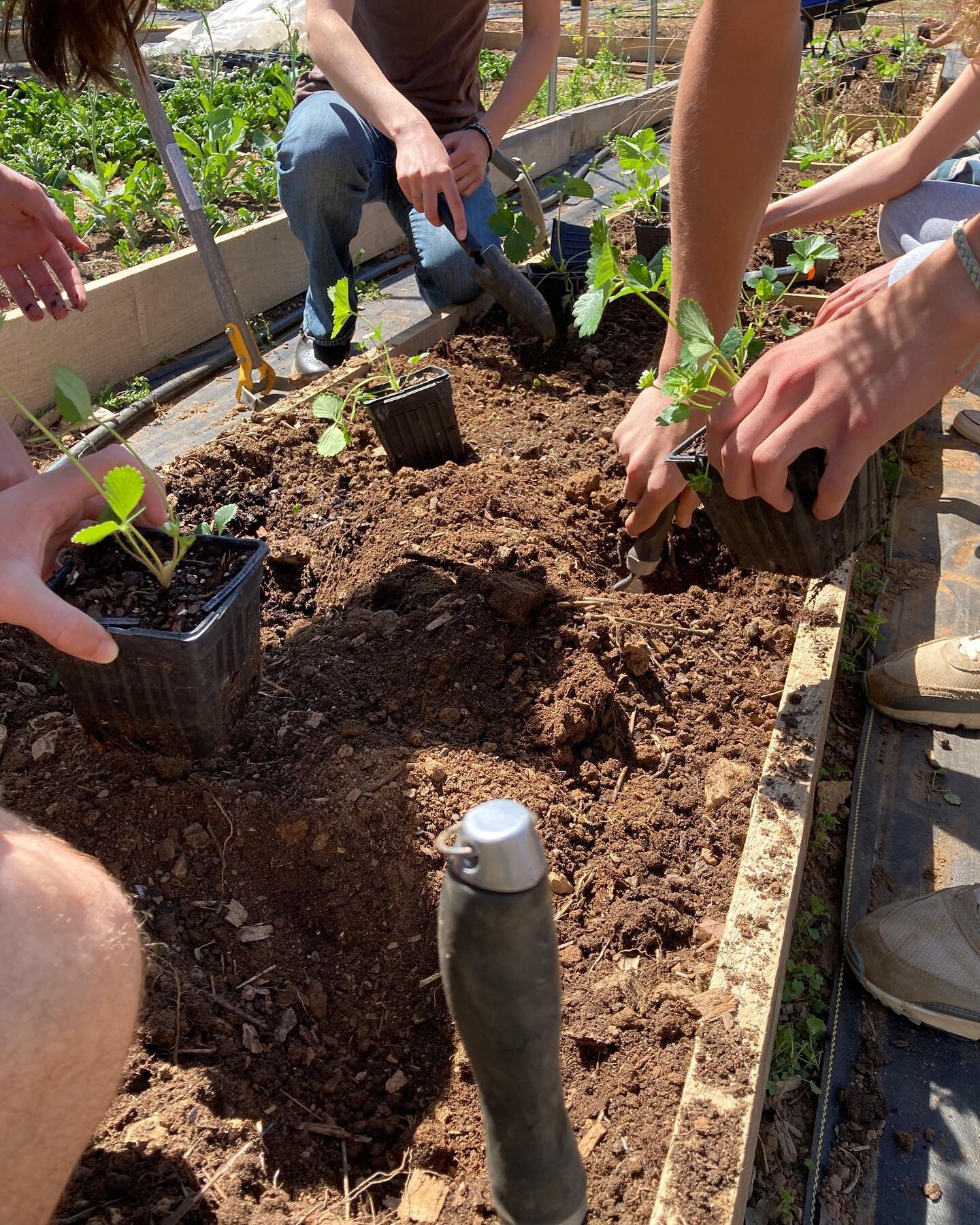Strawberries are finally making a return to the farm!  We&rsquo;re thankful for these new raised beds with lumber from @uvasawmilling. 

#charlottesvillecityschools #chs #cityschoolyardgarden #cville #charlottesville #schoolgarden #urbanfarming #edib