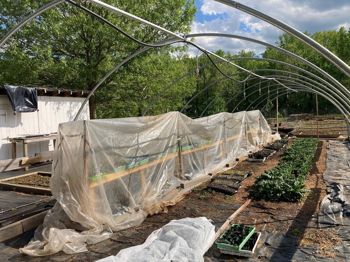 This has been a tough spring over at the CHS farm!  Wind, destruction, drought, heat, groundhogs and now near-freezing temperatures without a hoop house to protect our thousand-plus tomato and pepper seedlings!  My son and I spent some time here toda