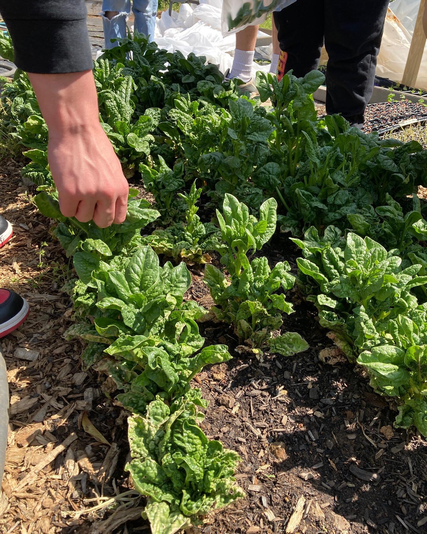 Spinach harvesting this morning!  Somehow, this is the only type of greens that our resident groundhogs don&rsquo;t like.  Does anyone know if groundhogs don&rsquo;t eat spinach or did we just luck out?  @cvilleschools 

#charlottesvillecityschools #