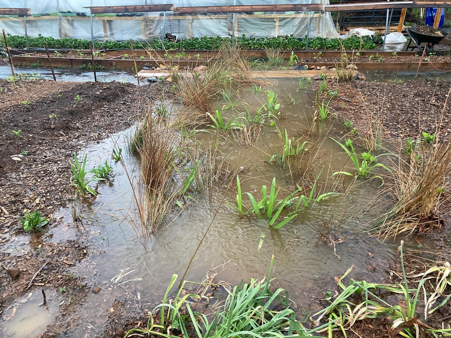 We haven&rsquo;t really seen any rain since we built the rain garden in late February.  Well, it seems as though we got over an inch of rain overnight and I&rsquo;d say the design is working!  It&rsquo;s totally flooded as planned in this area, but n
