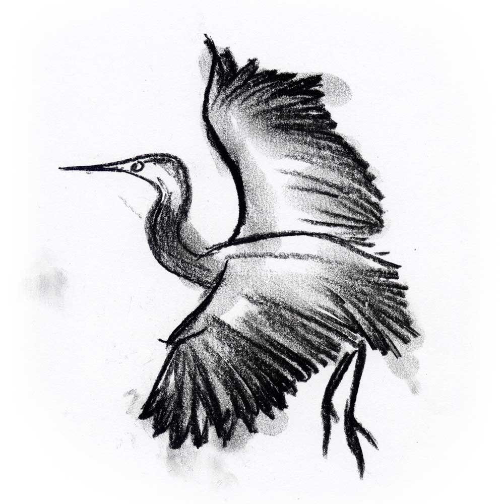 heron1.jpg