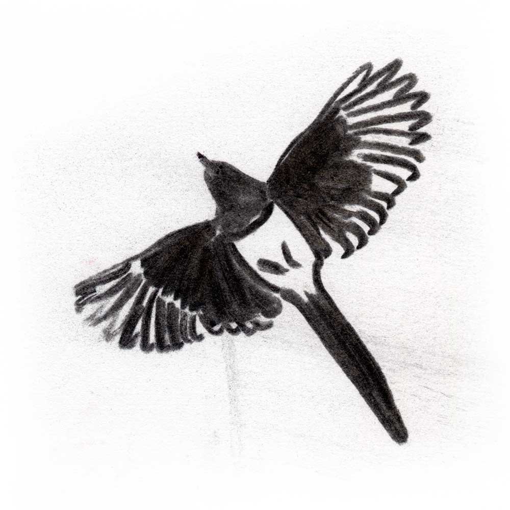 magpie1.jpg