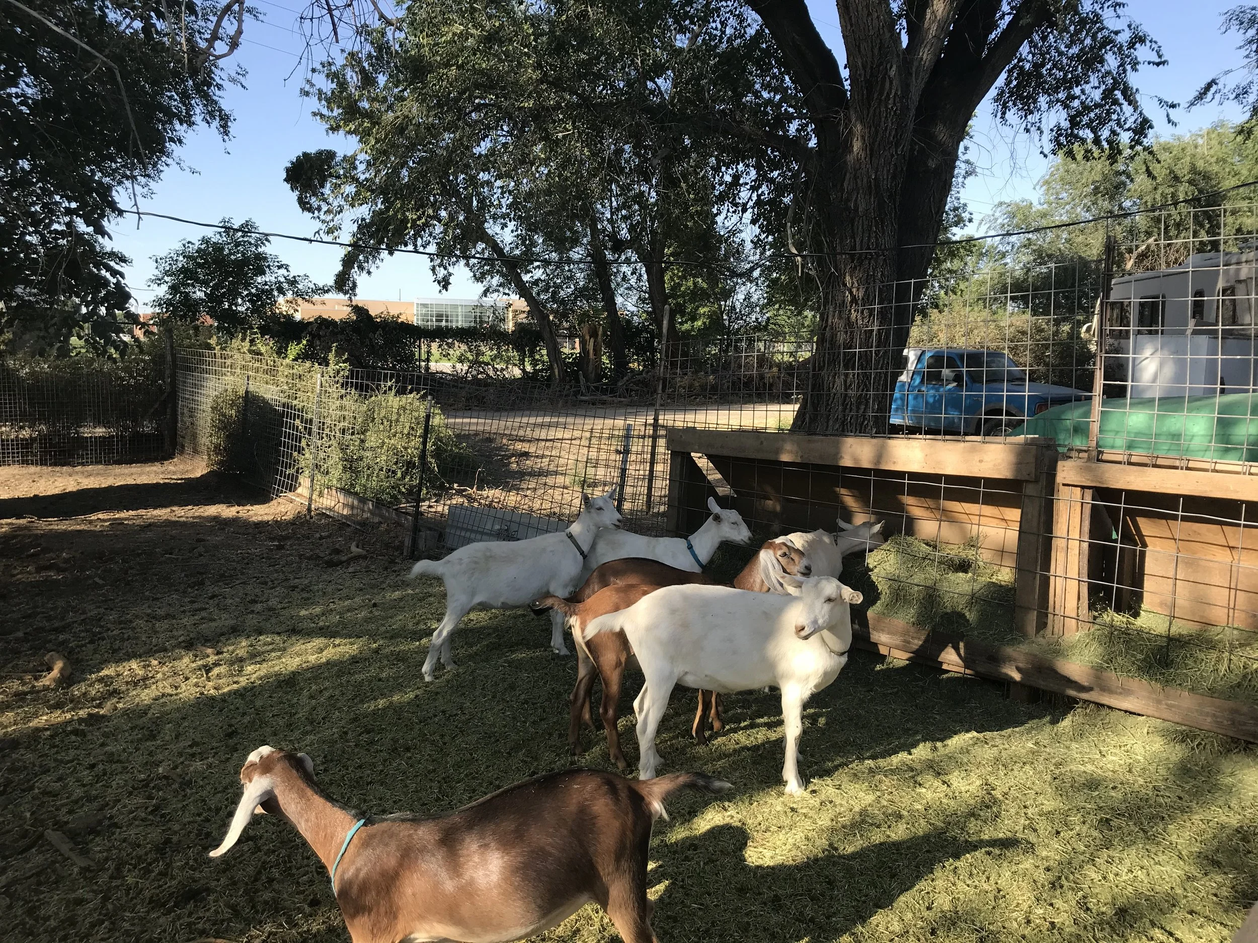 Home — Drake Family Farms