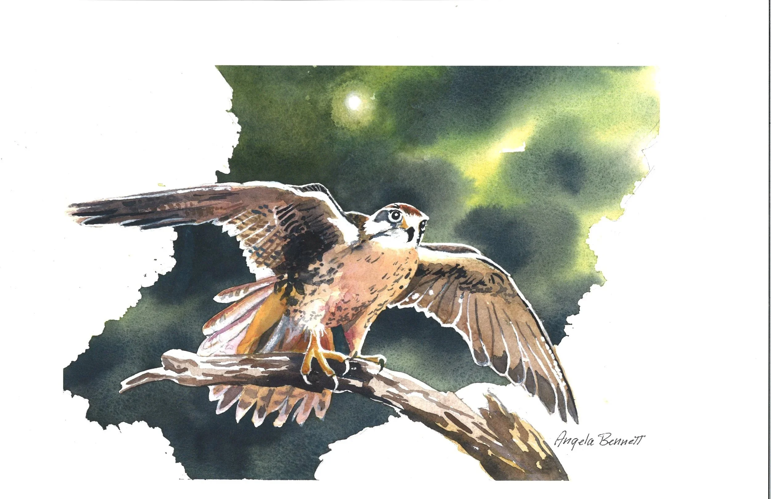 Night of The Falcon