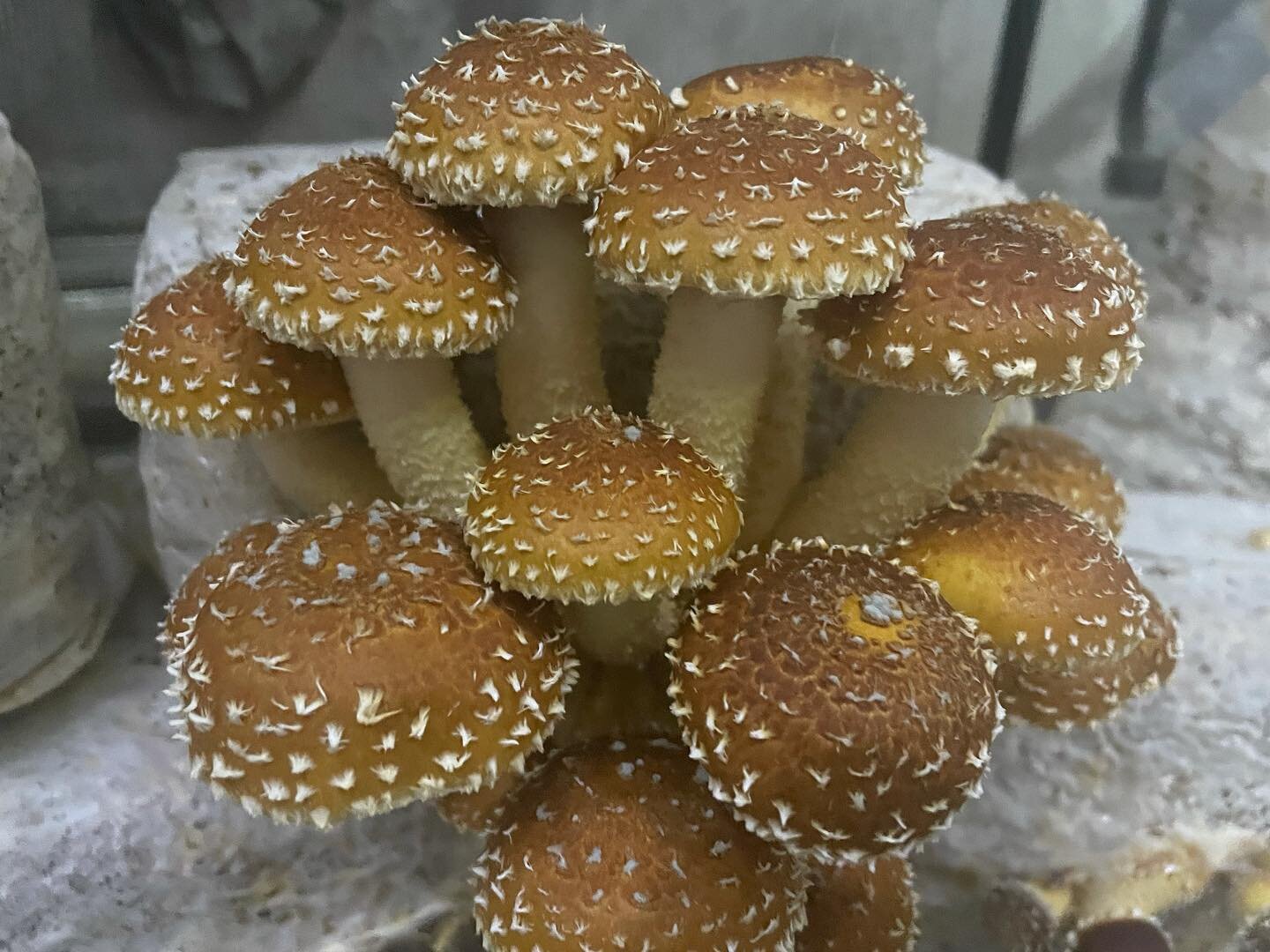 Added Chestnut mushrooms to the line-up!