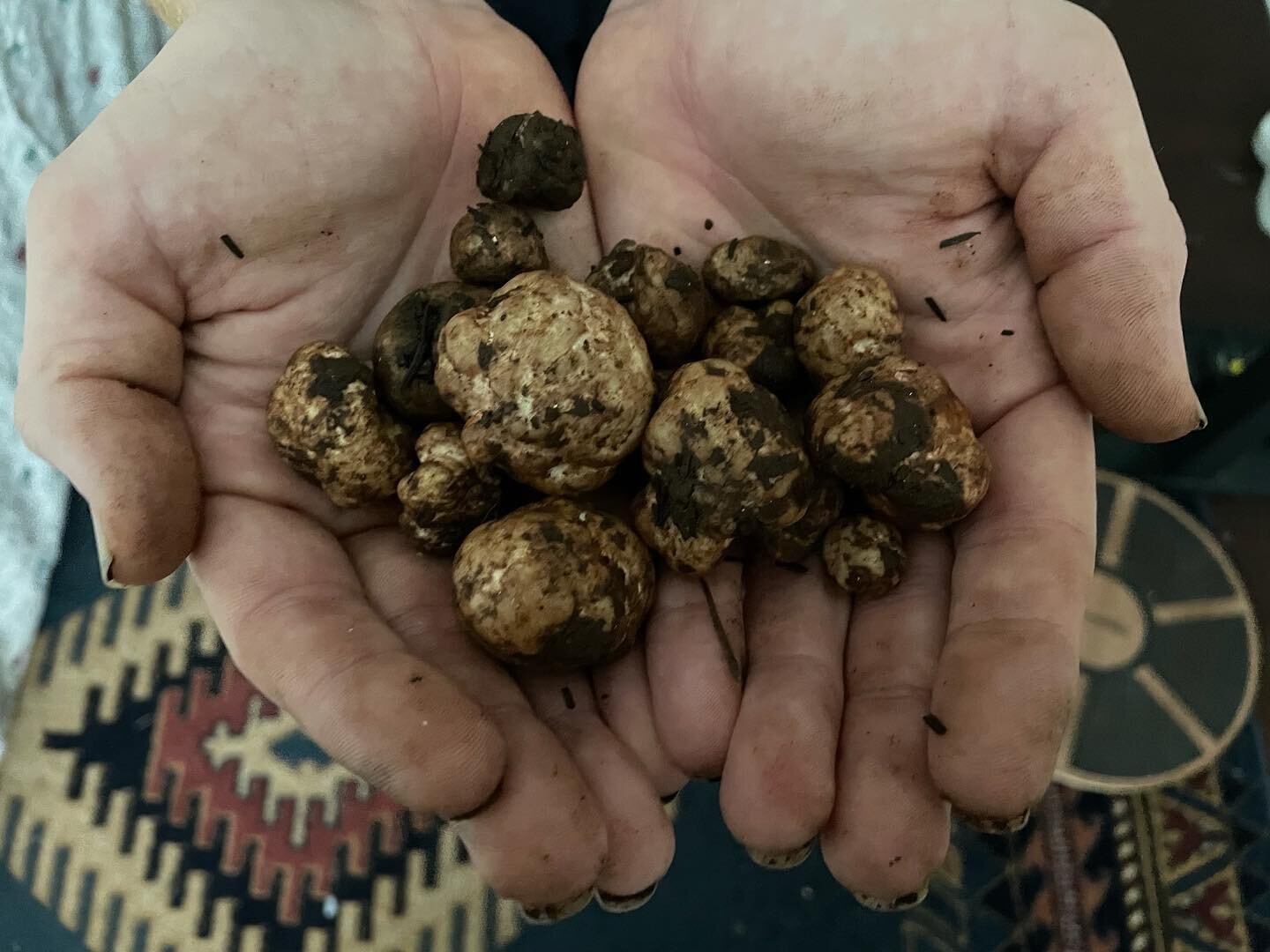 Looks like it&rsquo;s that time of year where the Oregon White Truffles (tuber oregonense) are in season! 🙂🙃🙂
Message if you&rsquo;re interested in purchasing any! 
They won&rsquo;t be around long!

Big shout out to my truffle teacher @sen_dwe