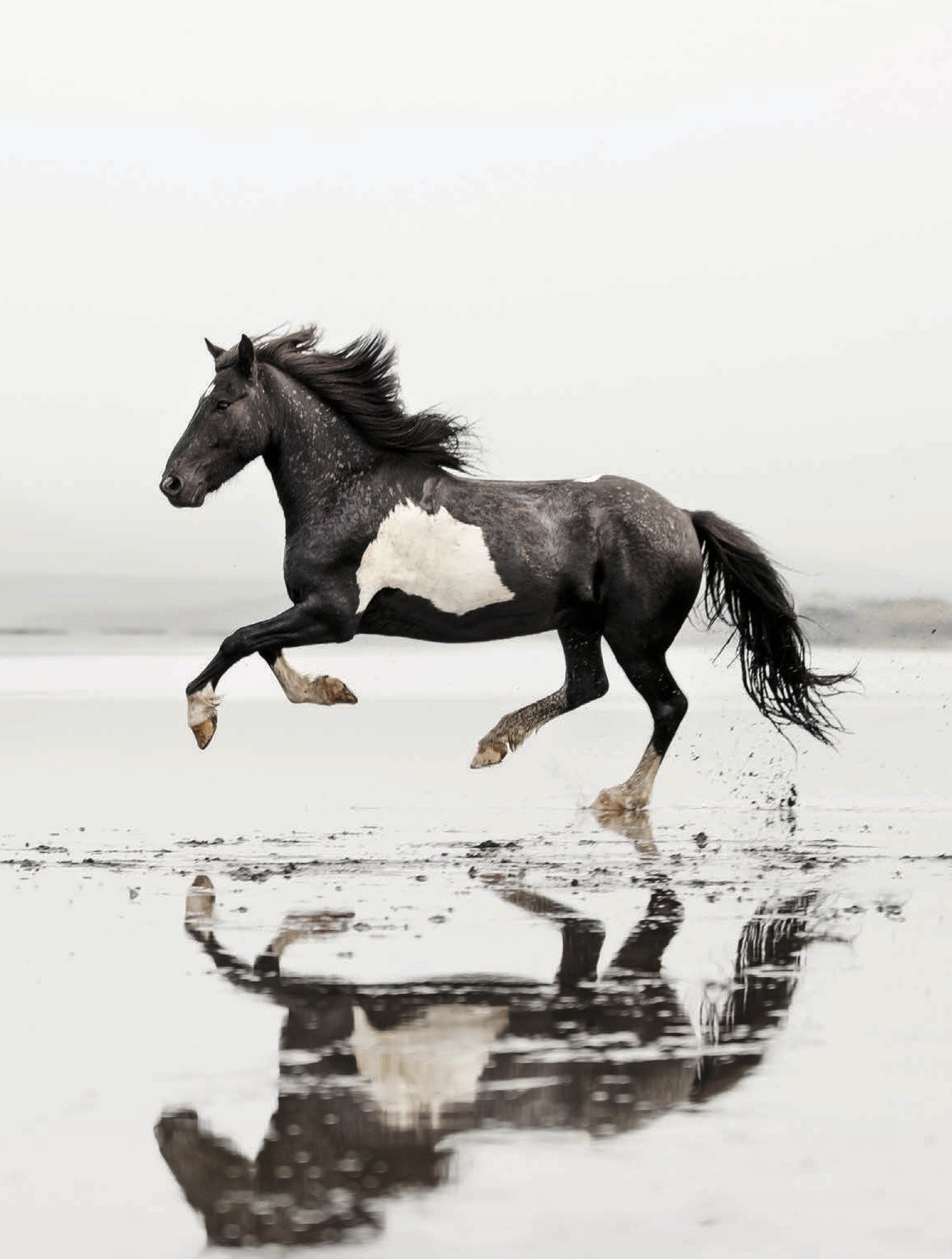 Free Rein by Sarah Maslin Nir