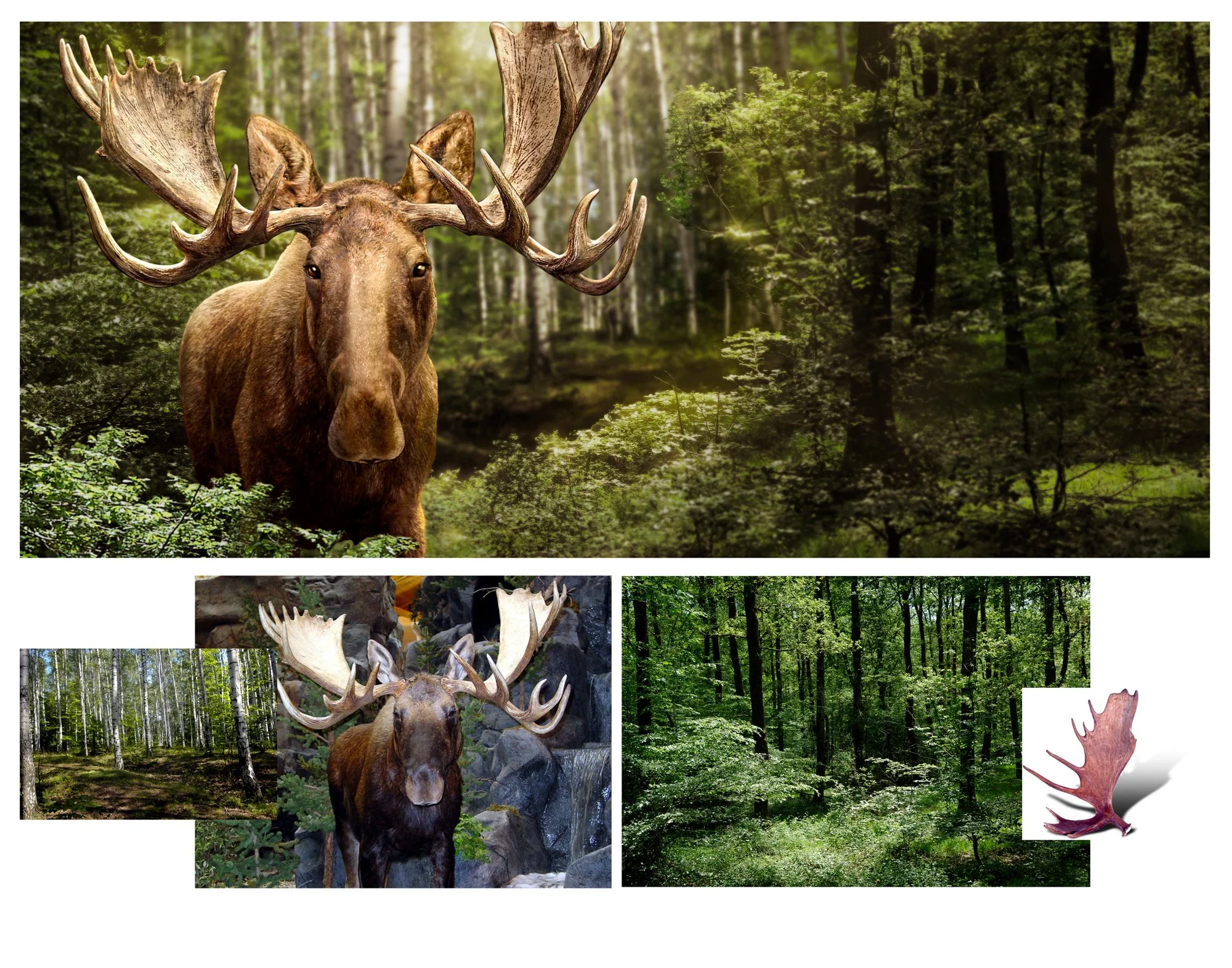 Moose Page.jpg