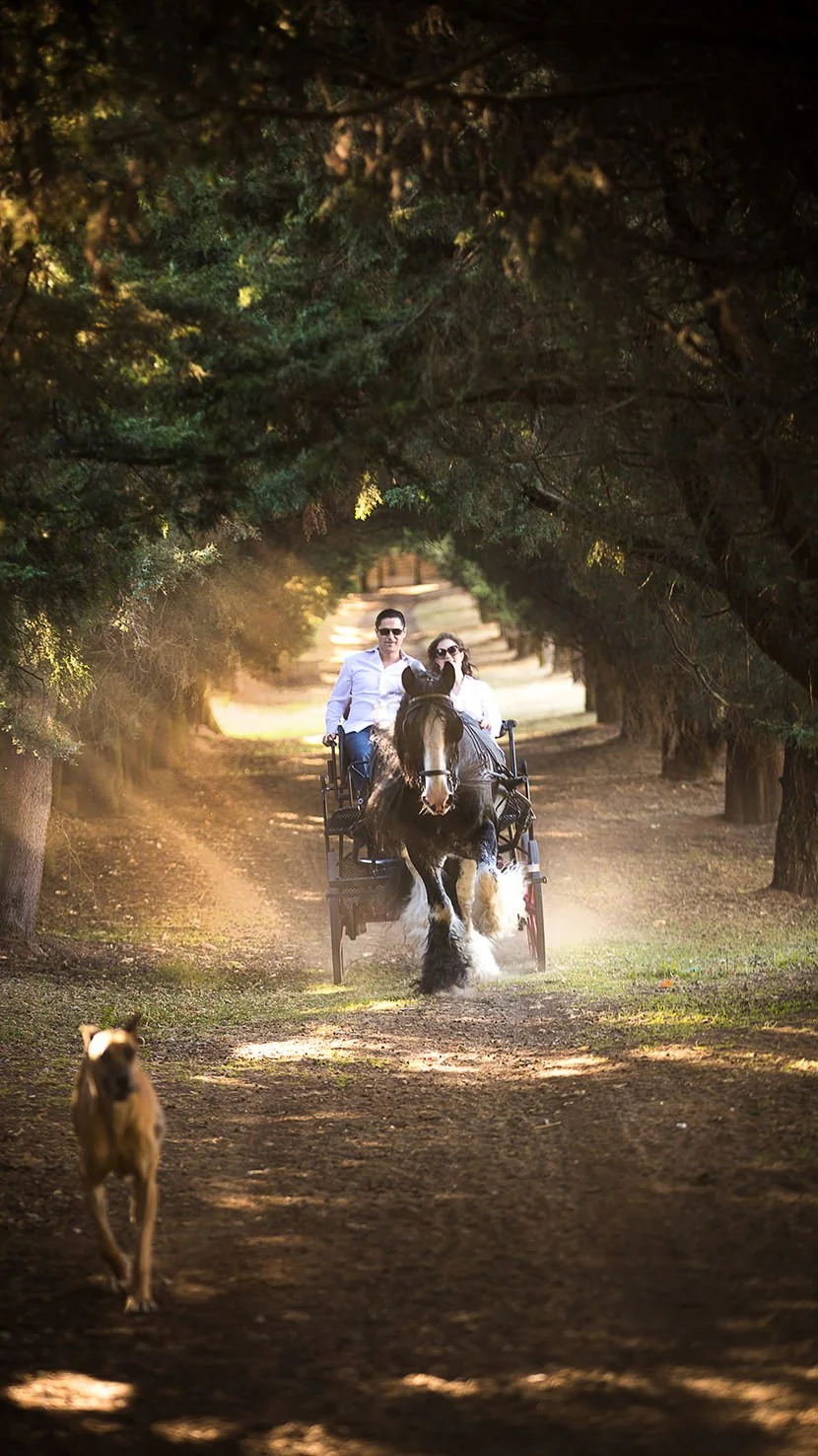 A couple riding a horse-drawn carriage through a forested path, with a dog running in the foreground.