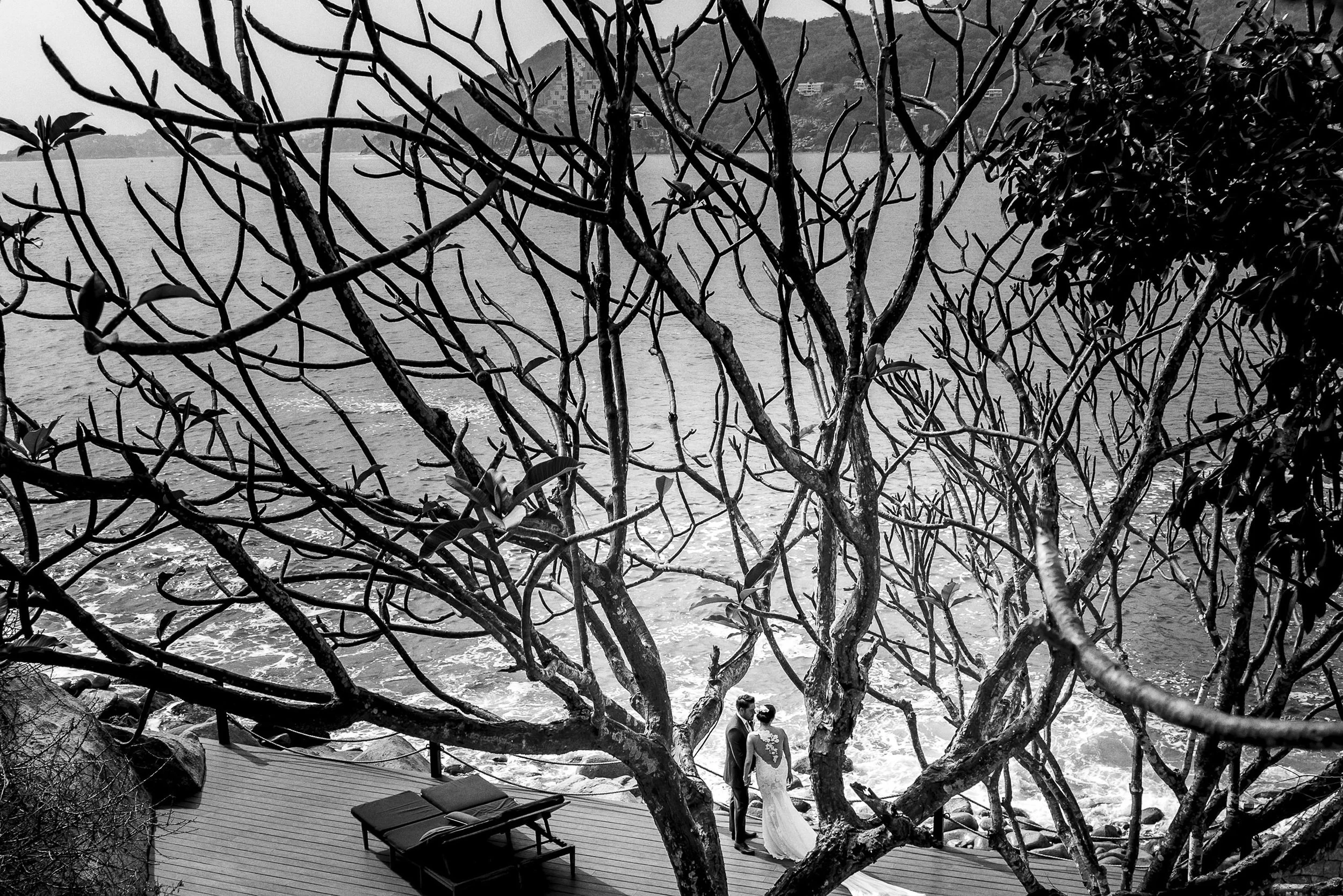 Fotografía en blanco y negro de árboles y ramas, elemento del entorno del lugar de la ceremonia.