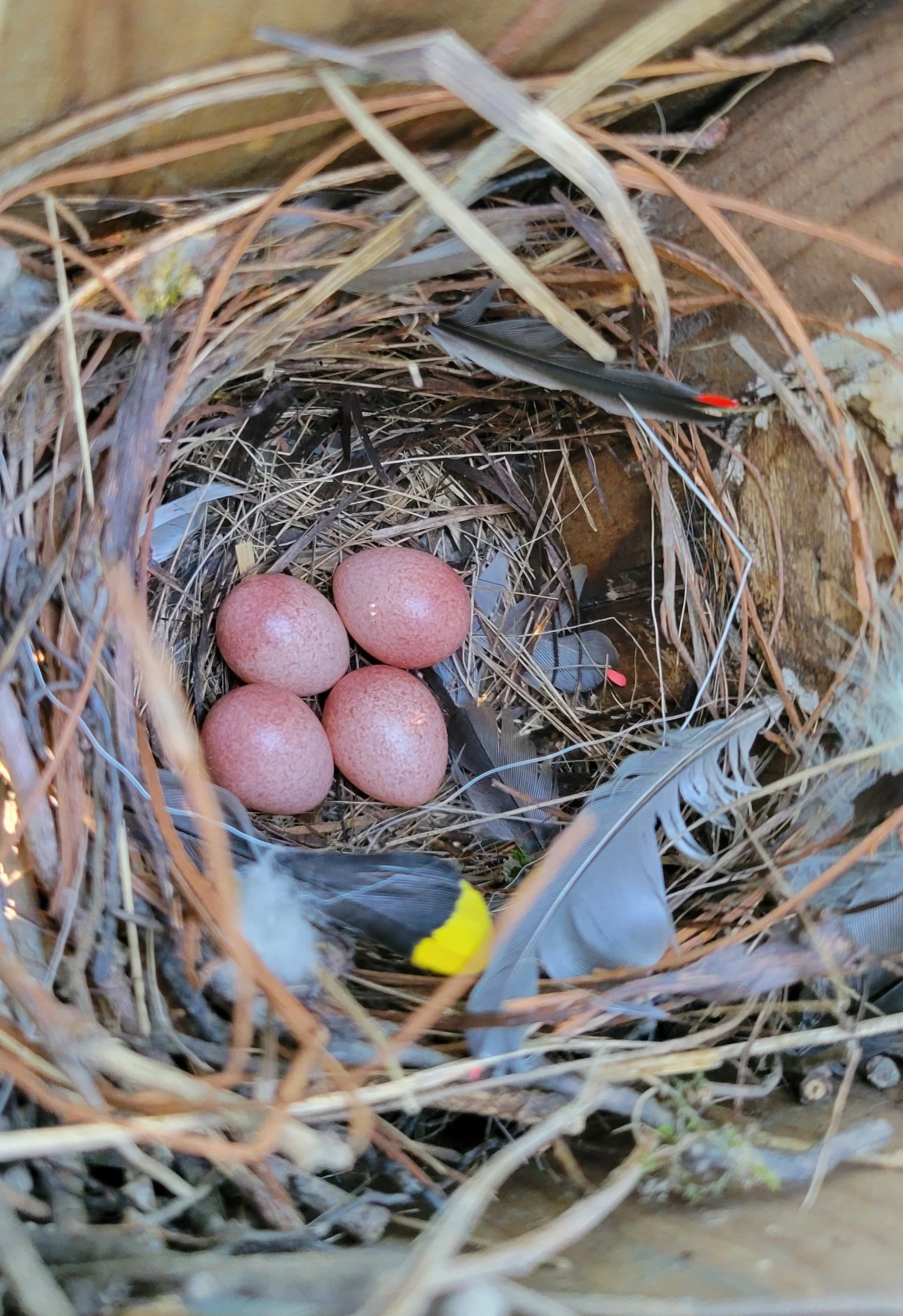 Our Blog The Meadowlark Messenger — Champaign County Audubon Society