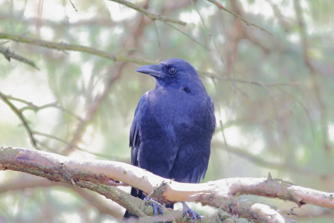 Bird of the Month: American Crow