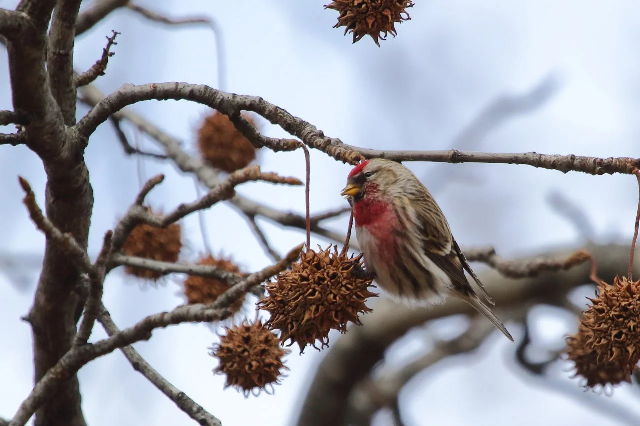 Field Notes: Finch Forecast