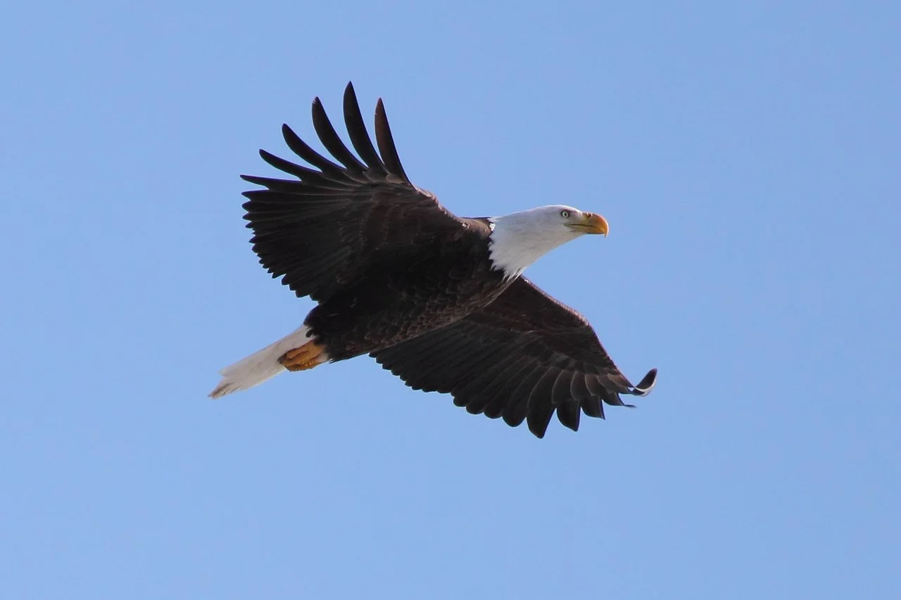Bald Eagle Survey January 2026