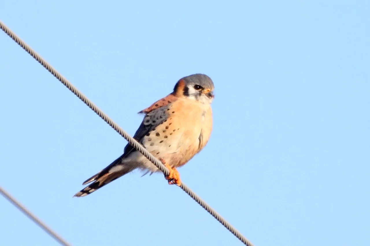 Bird of the Month: American Kestrel
