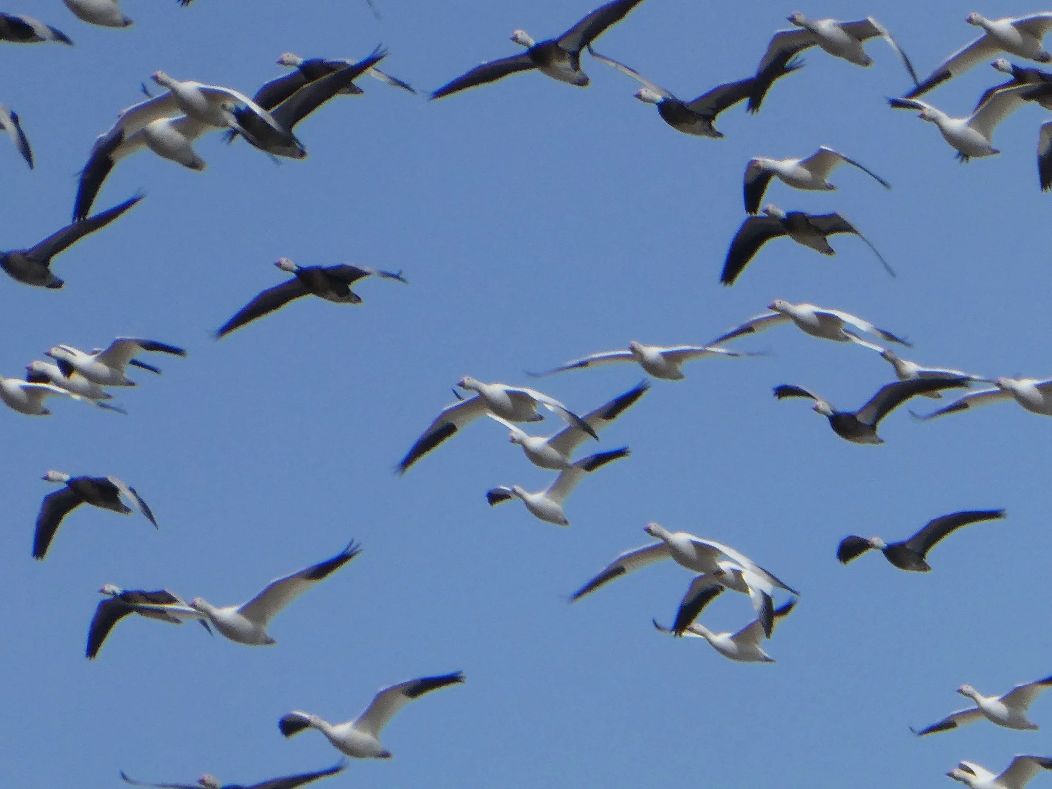 Eagles and More: A Field Trip to the Illinois River Valley