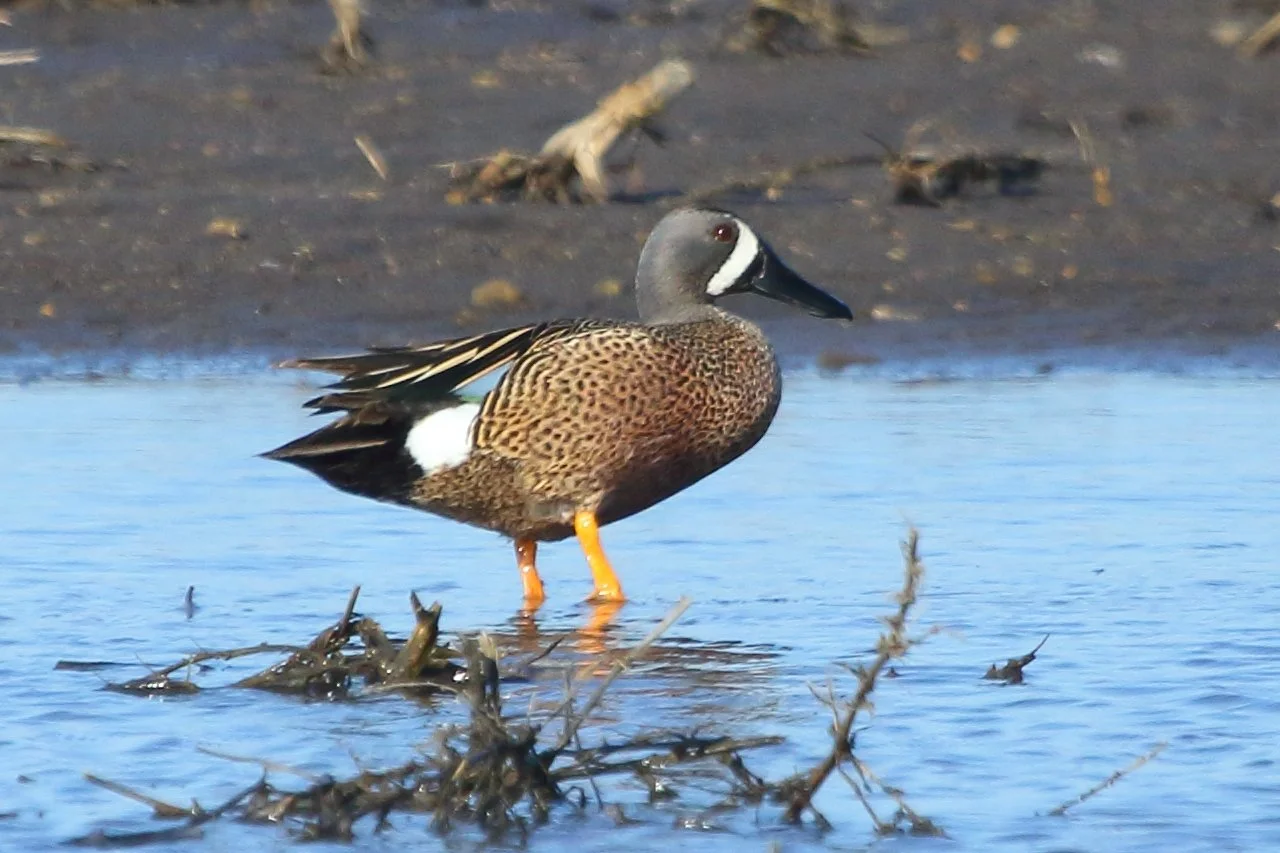 Field Notes: Geese, Ducks, and Swans