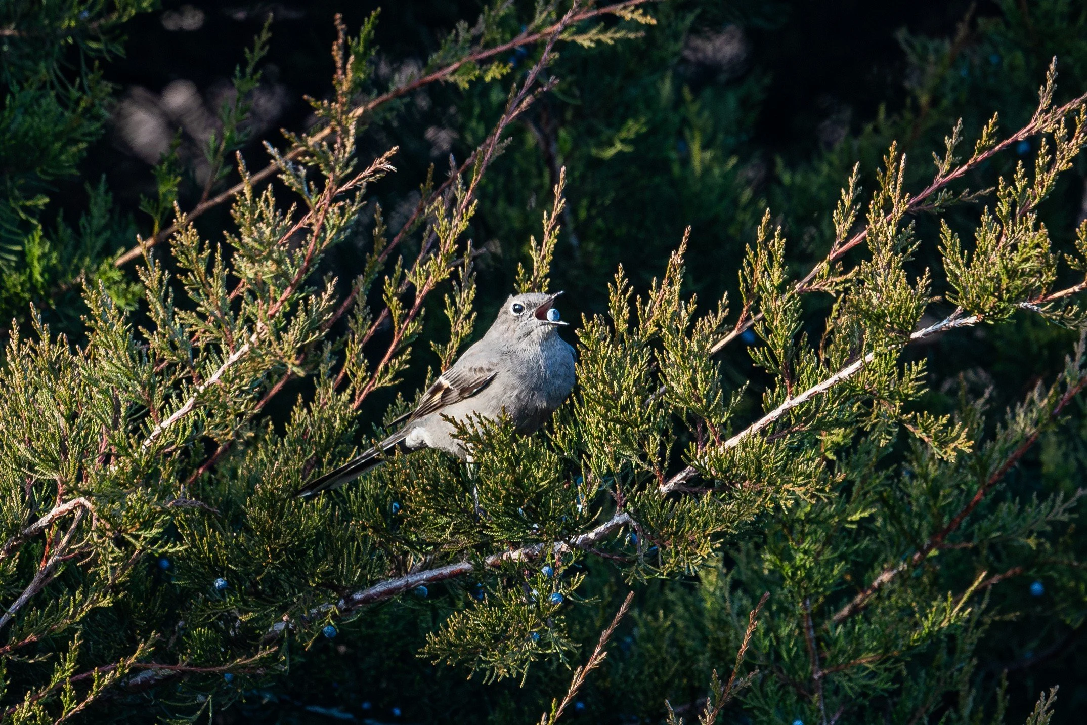 Field Notes: A Rare Townsend's Solitaire&nbsp;in Savoy!