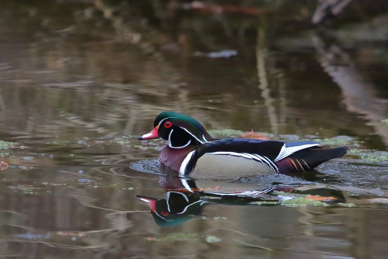 Bird of the Month: Wood Duck