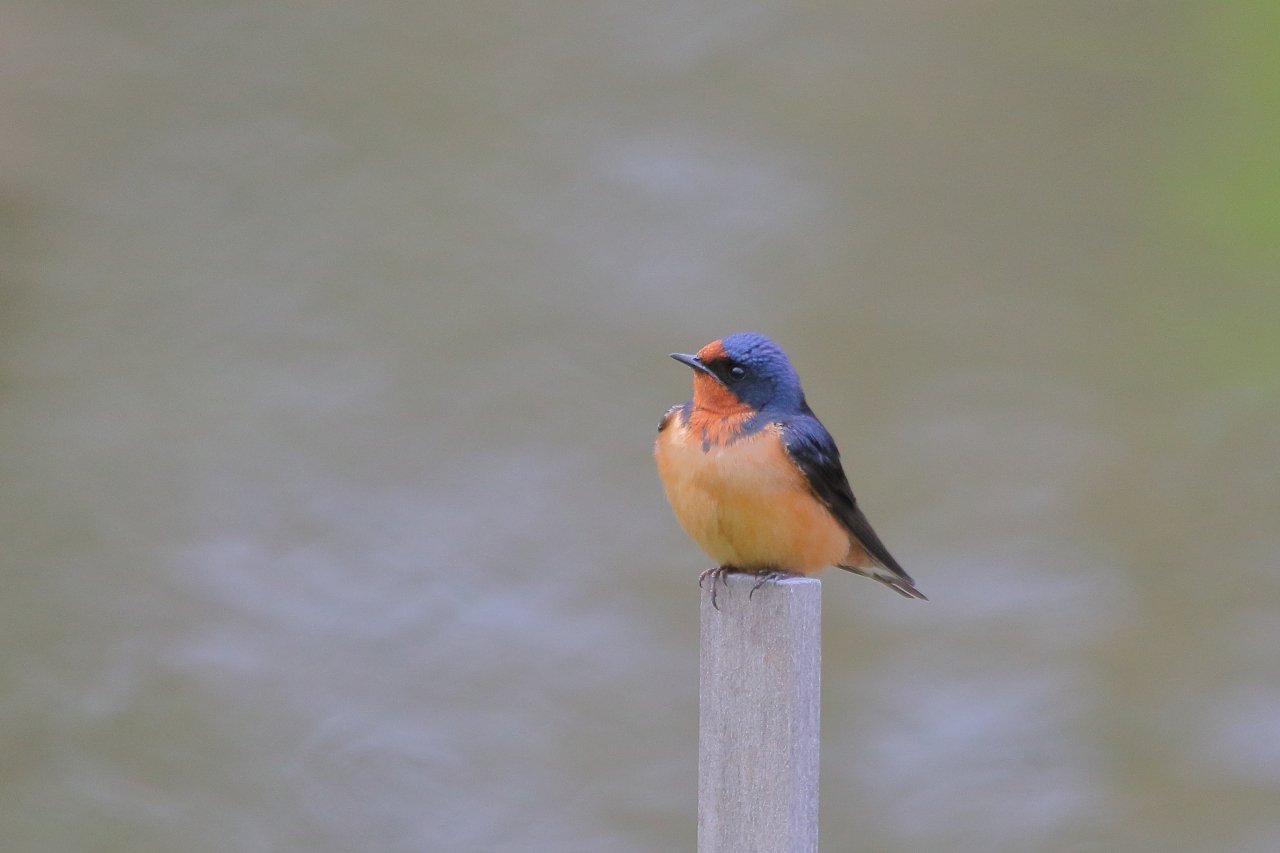 Bird of the Month: Barn Swallow