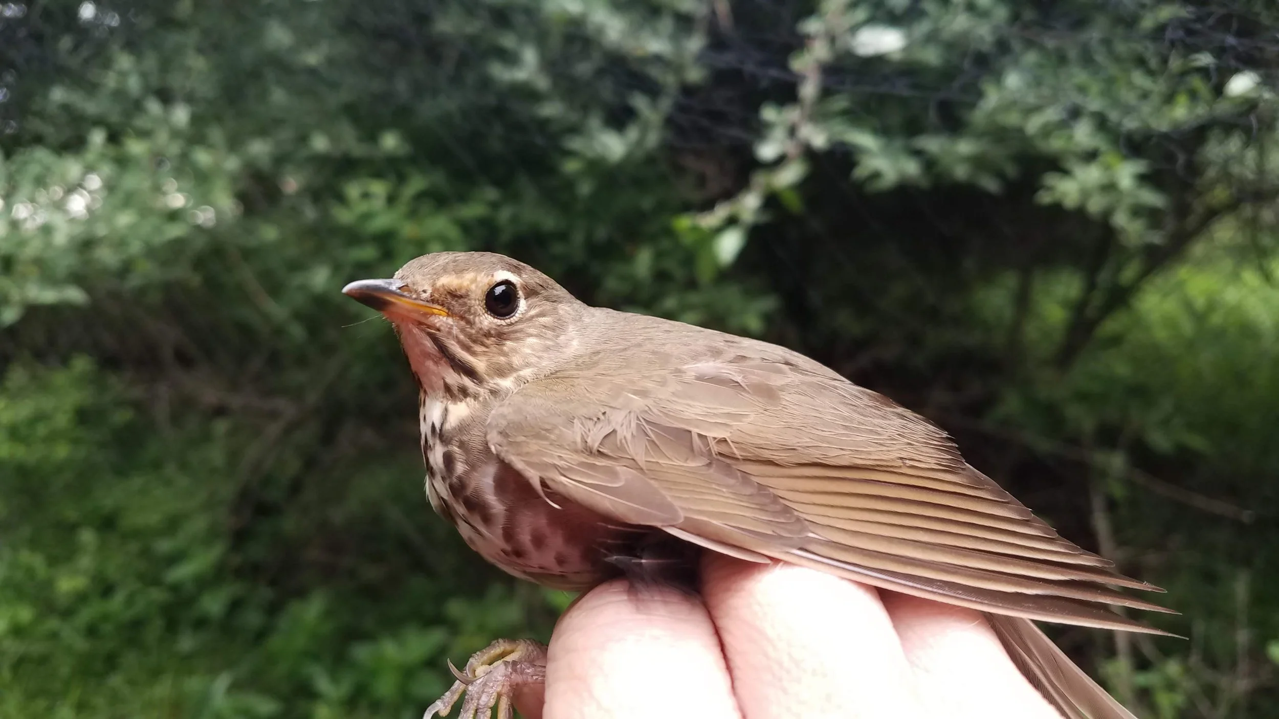 Monthly Program: Establishing Baseline Metabolic Profiles in Migratory Birds Can Help Us to Understand Migratory Strategy