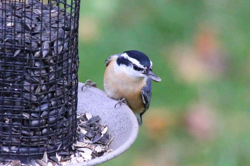Bird of the Month: Red-Breasted Nuthatch