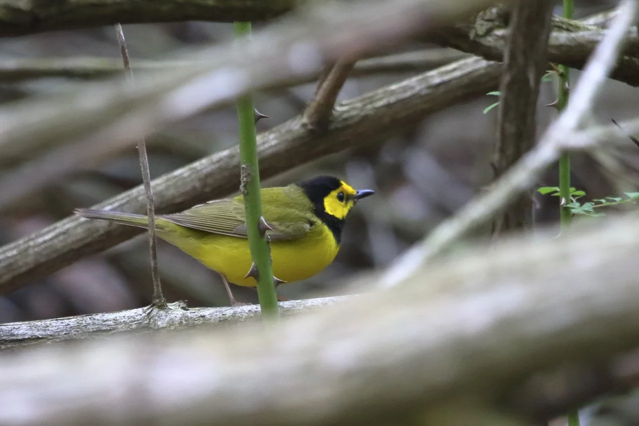 Field Notes: A Late Hooded Warbler