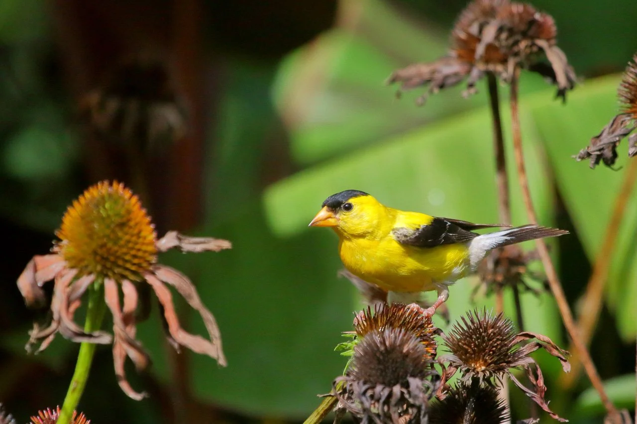 Bird of the Month: American Goldfinch