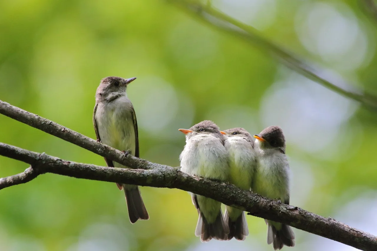 Bird of the Month: Eastern Wood-pewee