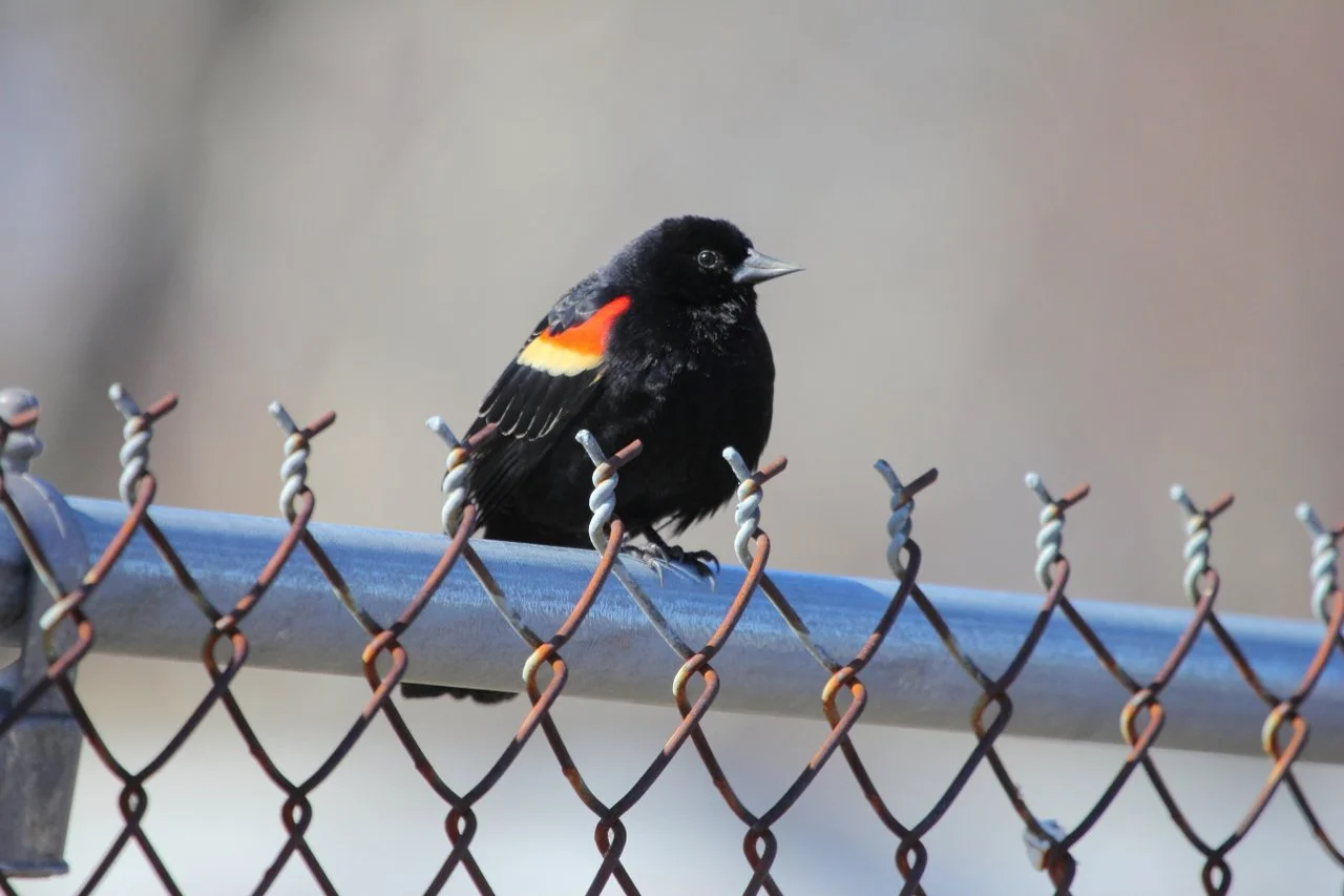 Field Notes:&nbsp;Giggling, Noisy Flocks Arrive