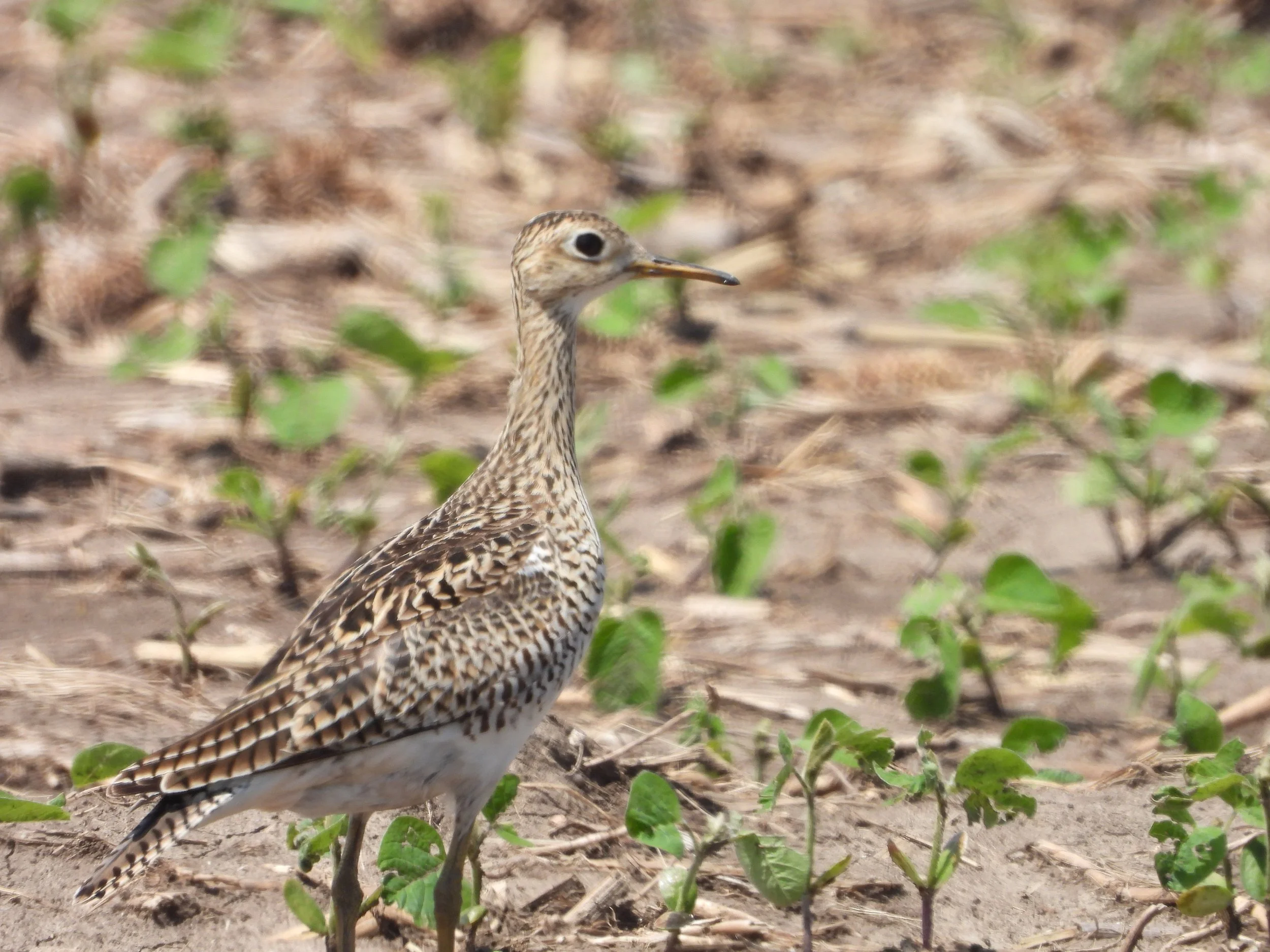 Field Notes: Migration Rarities and Notables