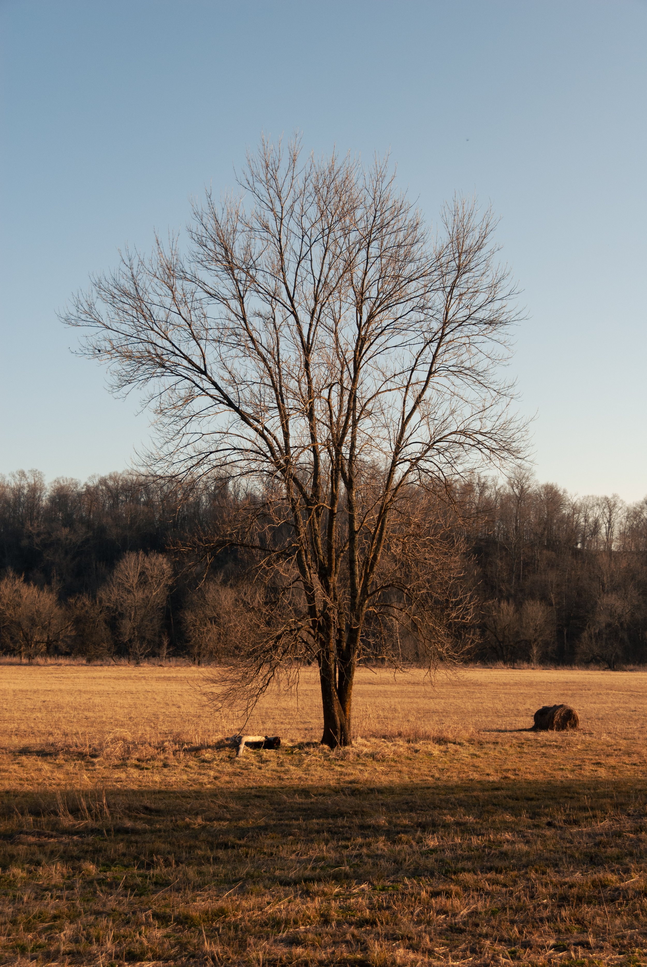 A lone tree along one of the many dirt roads just outside Bentonville. 