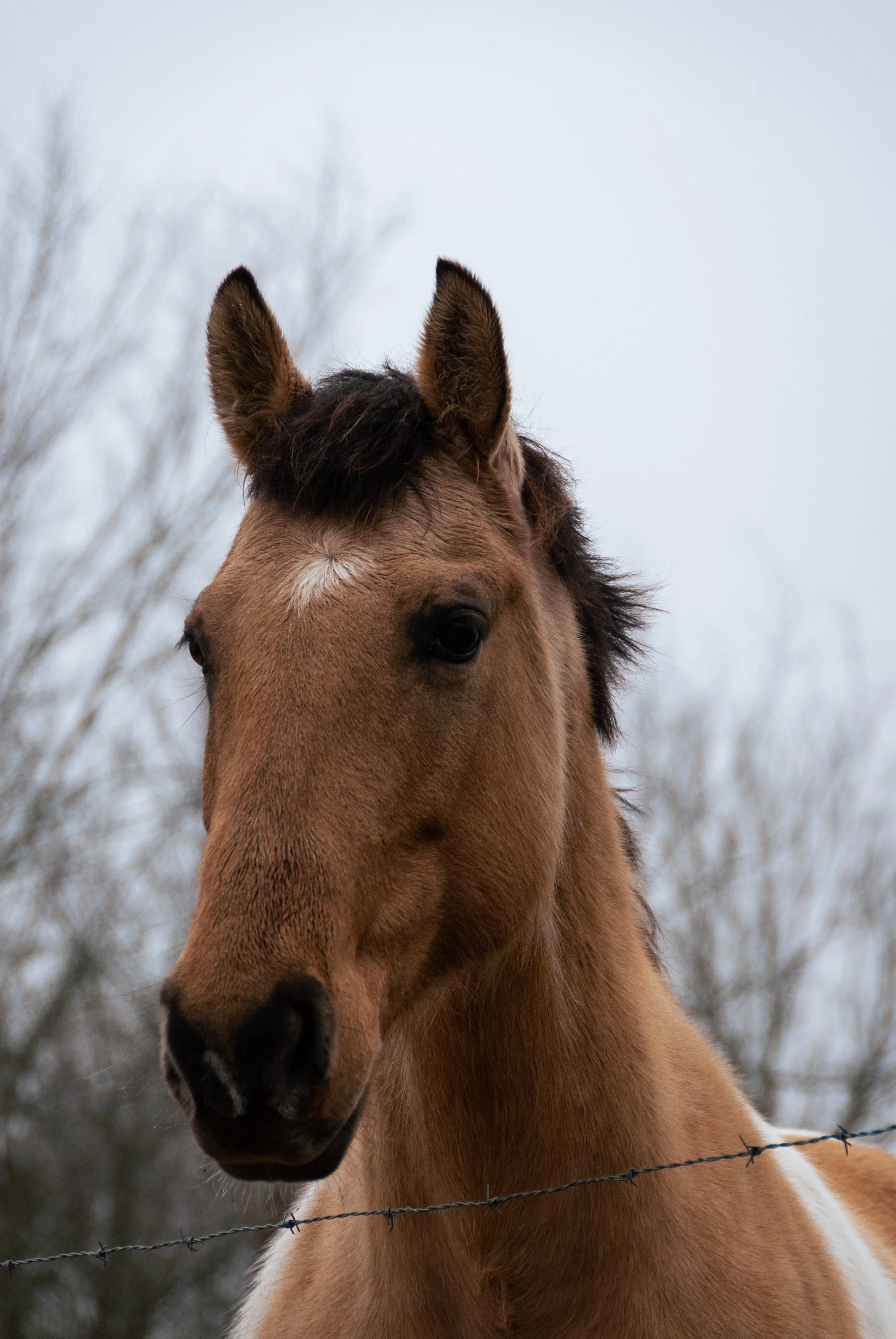 A horse peers over the barb wire along a dirt road in Garfield.