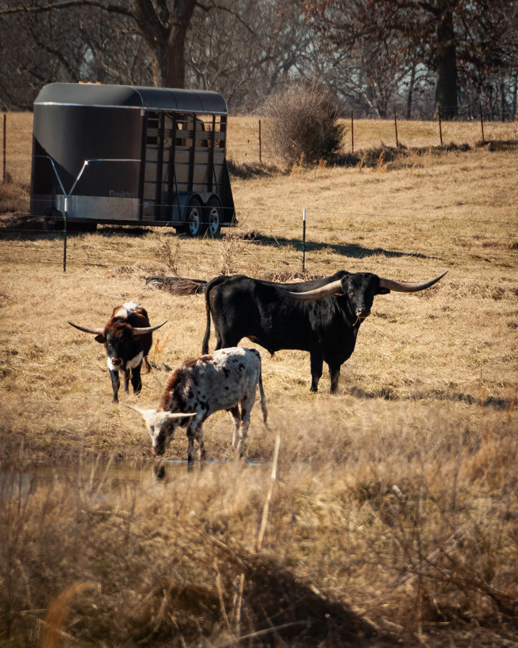A trio of longhorns out in Centerton. 