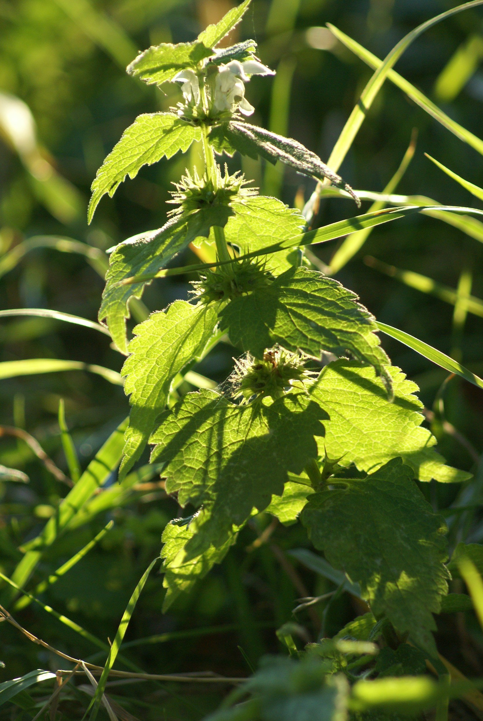 antihistamines for seasonal allergies