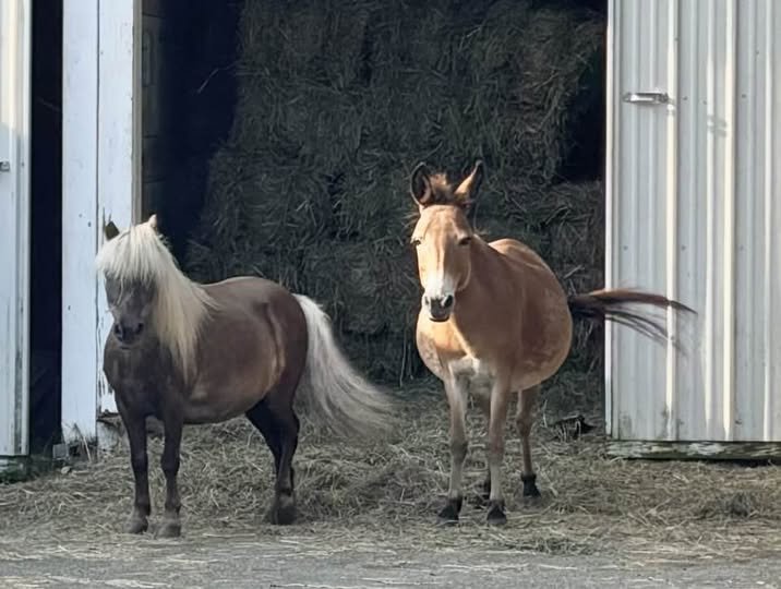wilbur and penny.jpg