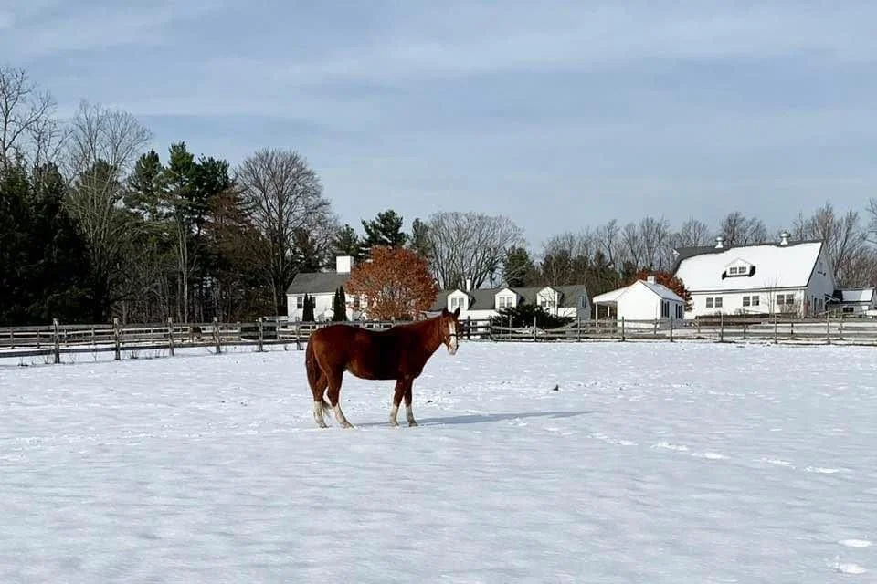 Cole in Winter.jpg