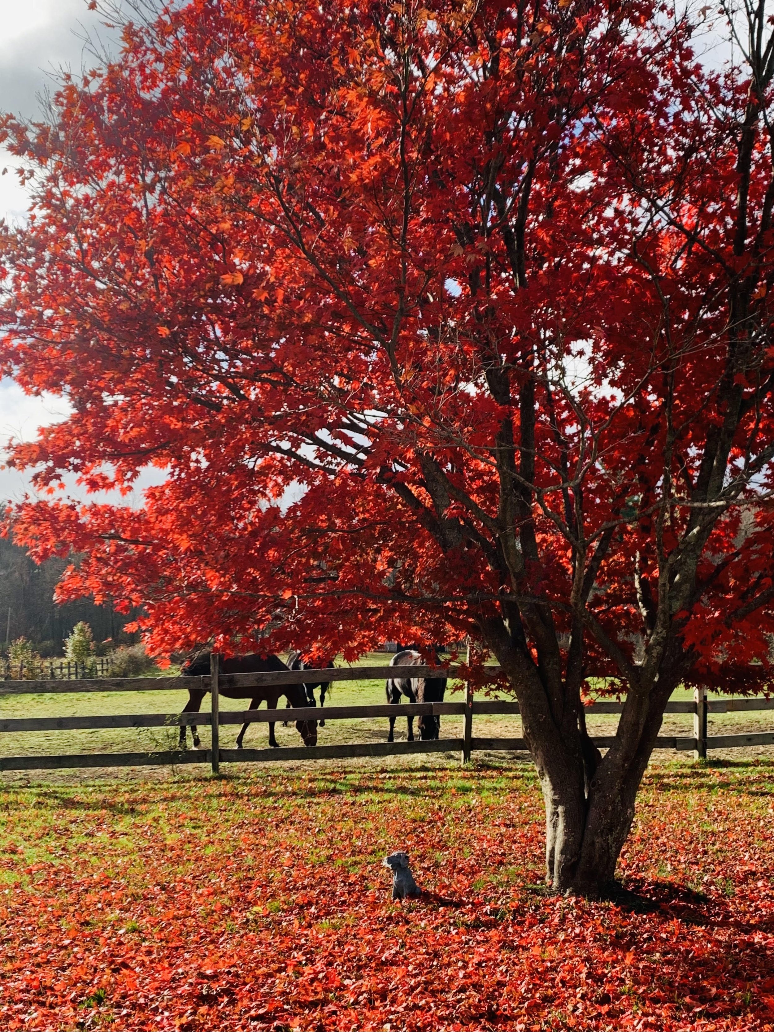 Cozy-Up with HORSE LOVE! LATE FALL SESSION TUESDAYS October 20 November 24 from 4-6pm