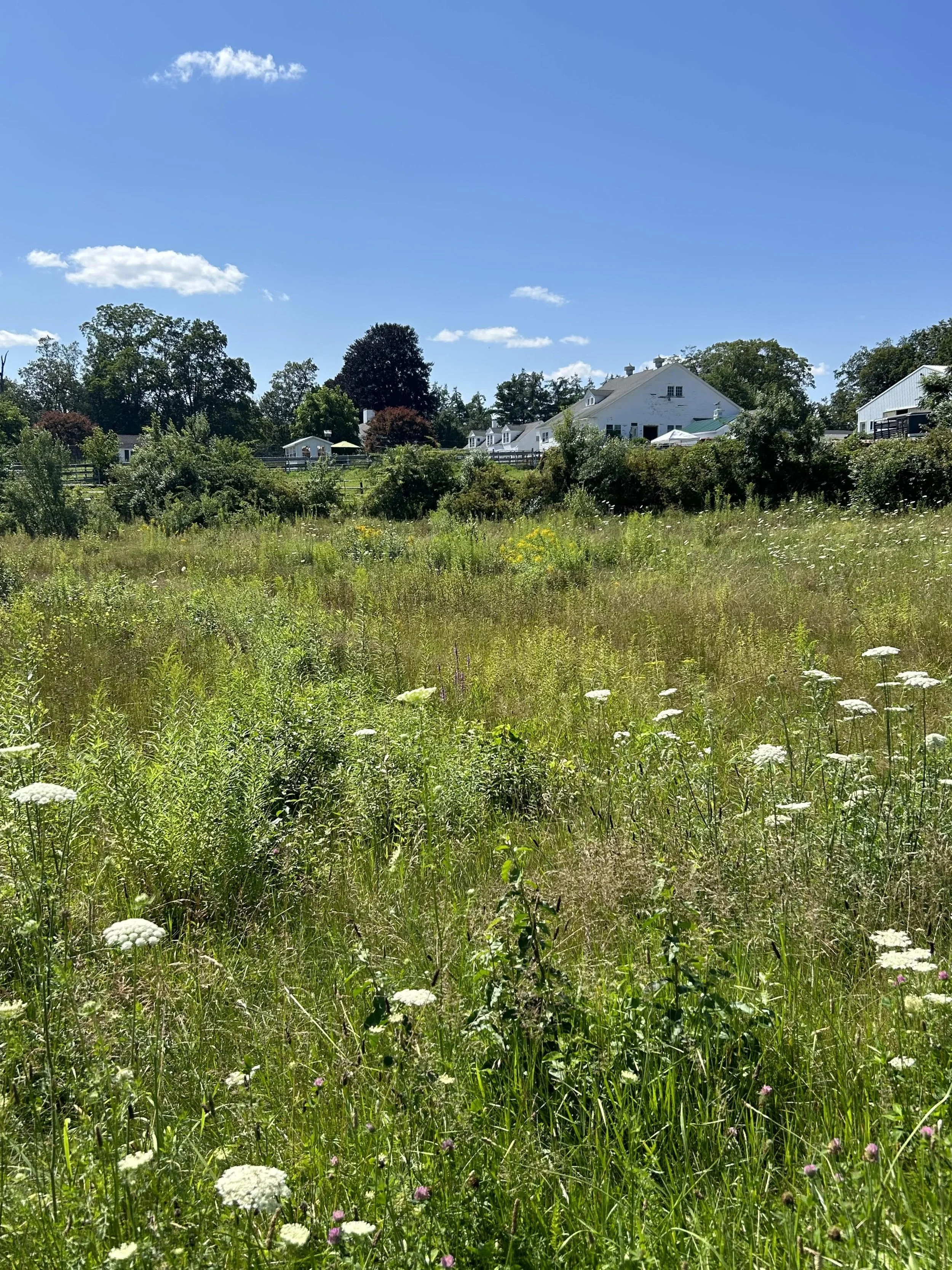 WEEK NINE Summer Breeze and Ponies Please! Workshop Day Monday, September 9 from 9am-3pm with extended care available