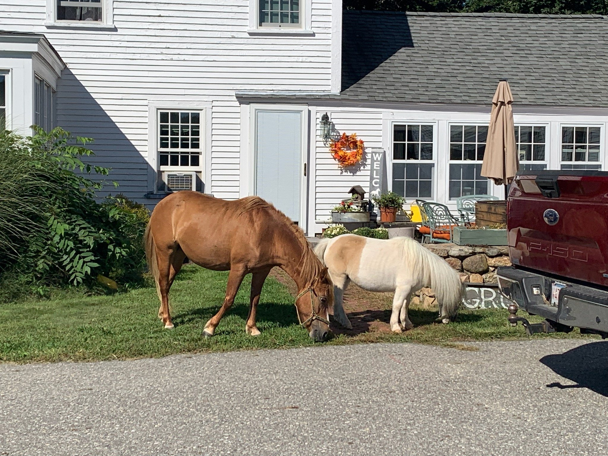 pony pals.jpg