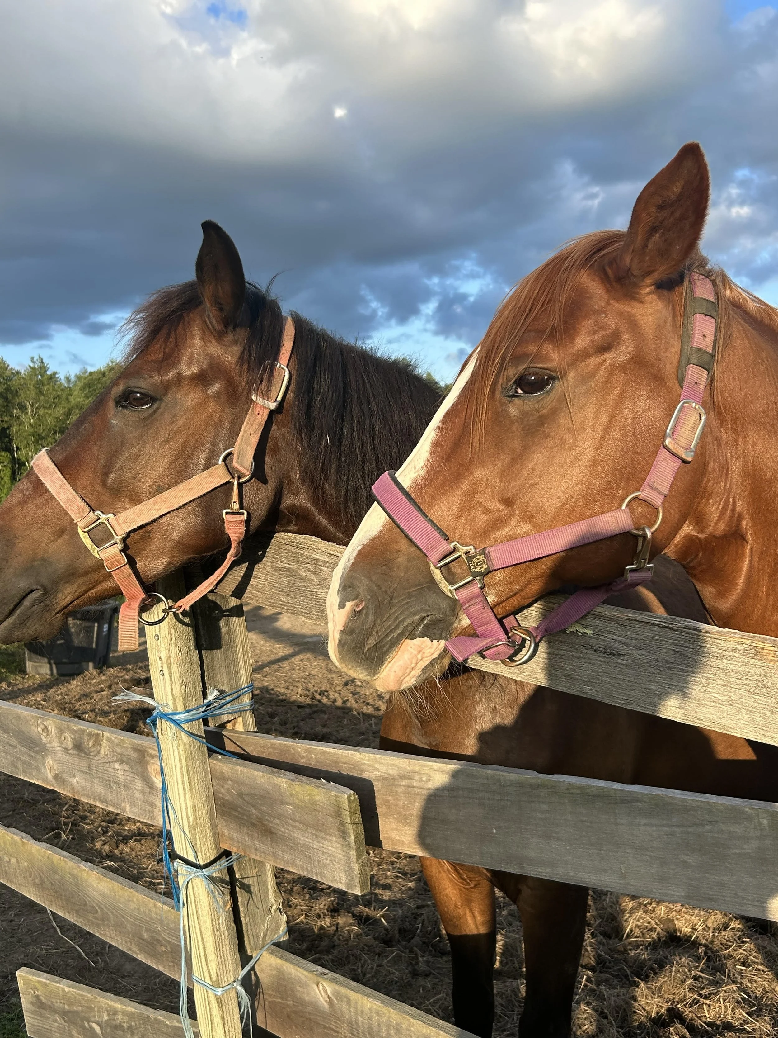 TUESDAYS:  It's Showtime!  Springtime HORSE LOVE May 5-June 9 4-6pm (Horse Show June 16)