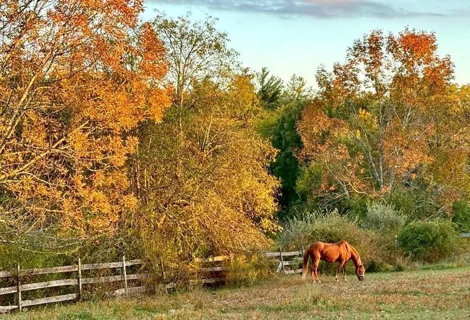 Toby in Fall.jpg