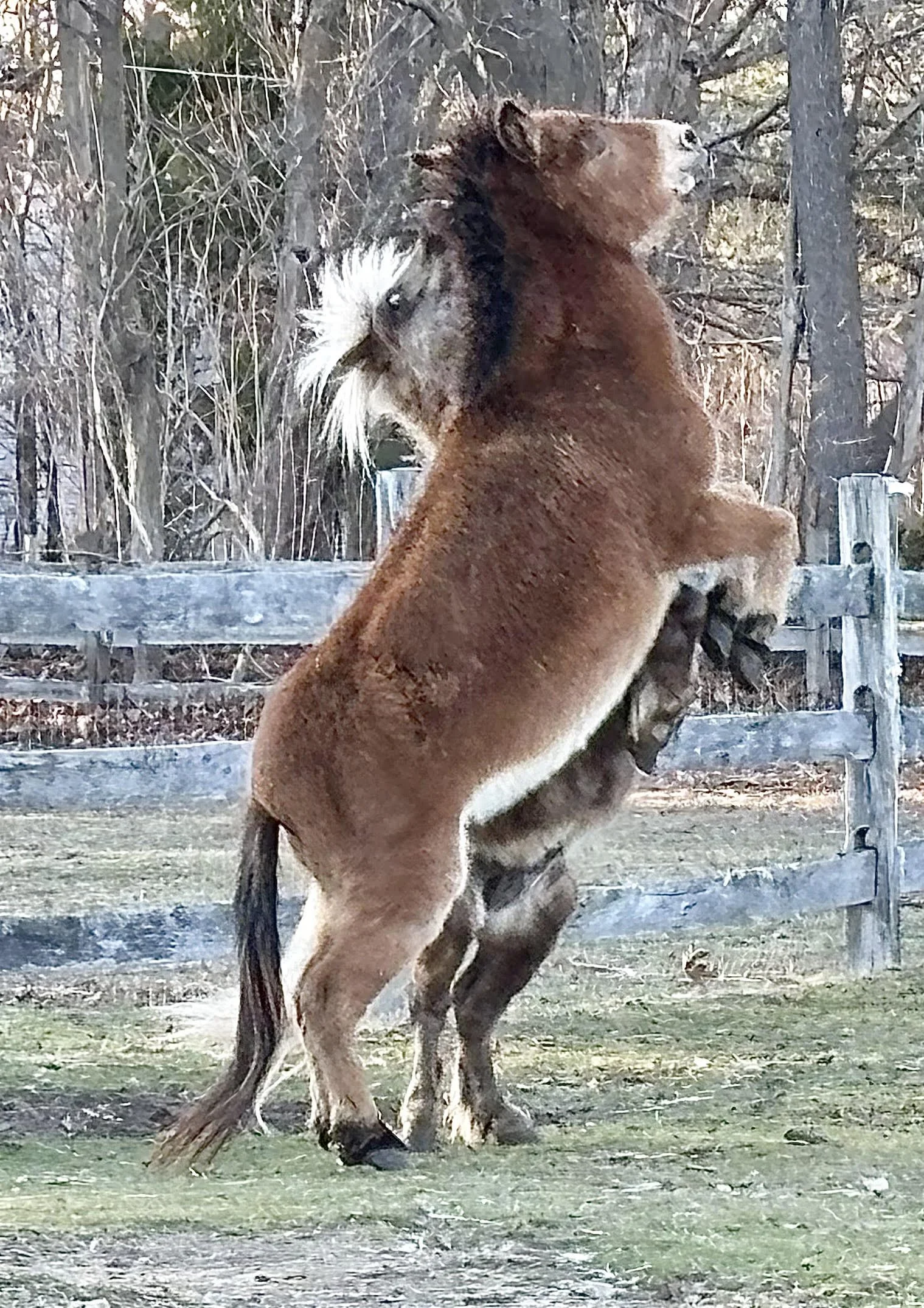 SATURDAYS: Early Springtime on the Farm! HORSE LOVE  February 28-April 11