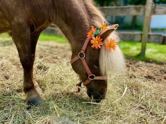 Ponies-in-the-Posies Springtime Pony and Art Workshop Friday, March 20 from 9am-3pm (Carlisle Day Off of School)