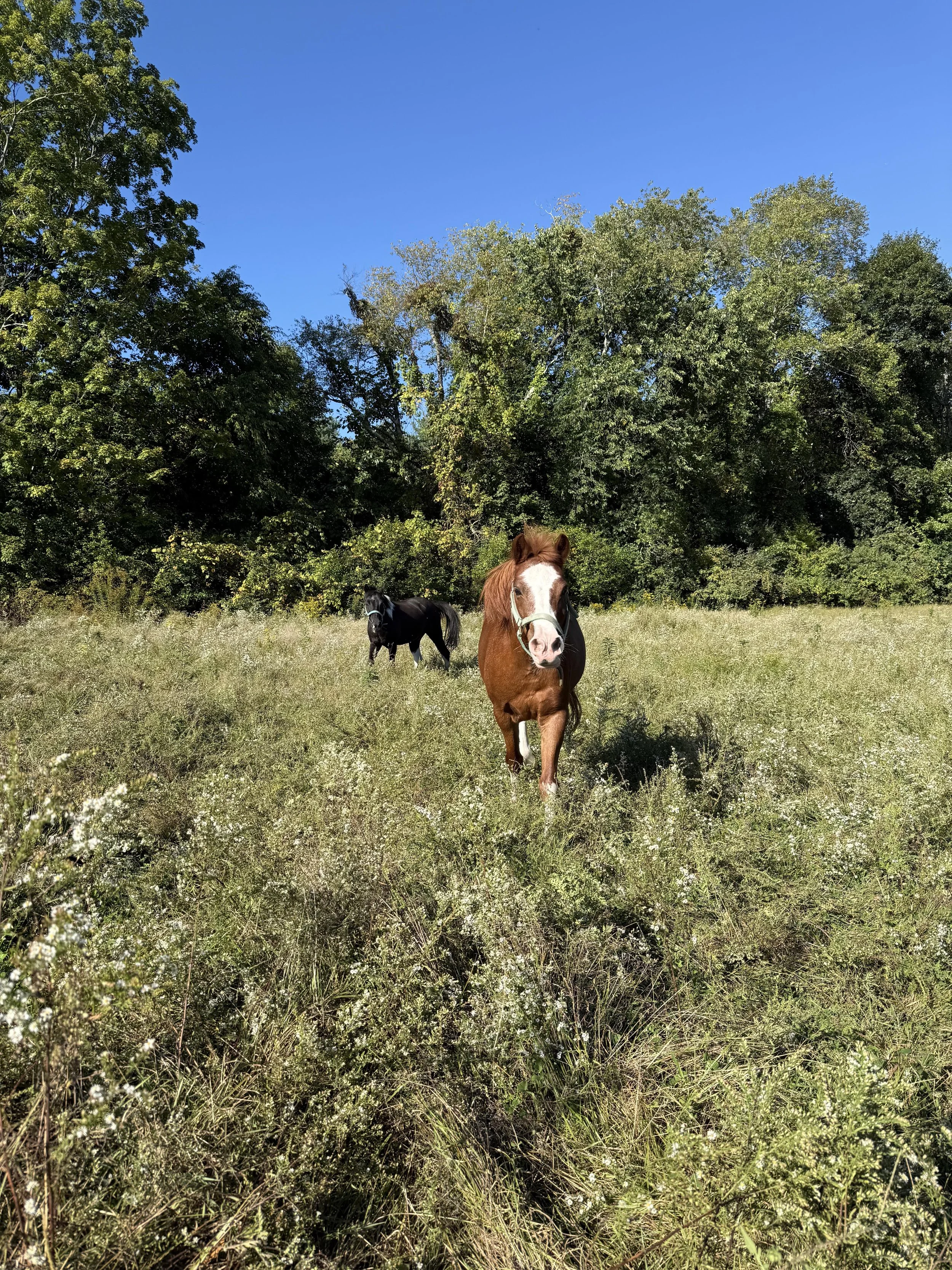 Fletcher in the Flowers.jpg
