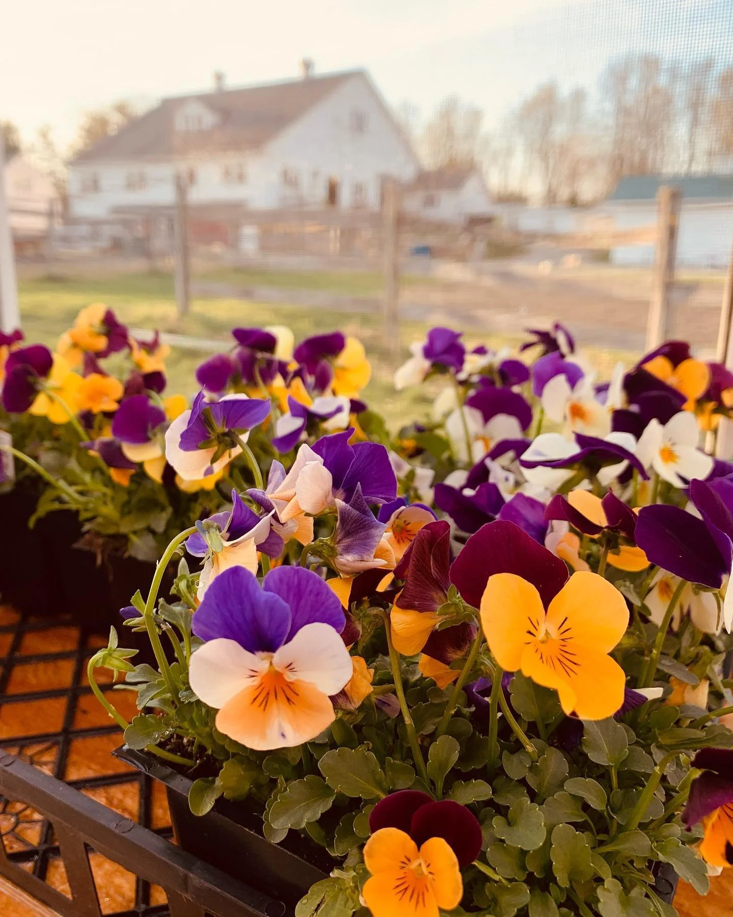 springtime on the farm.jpg