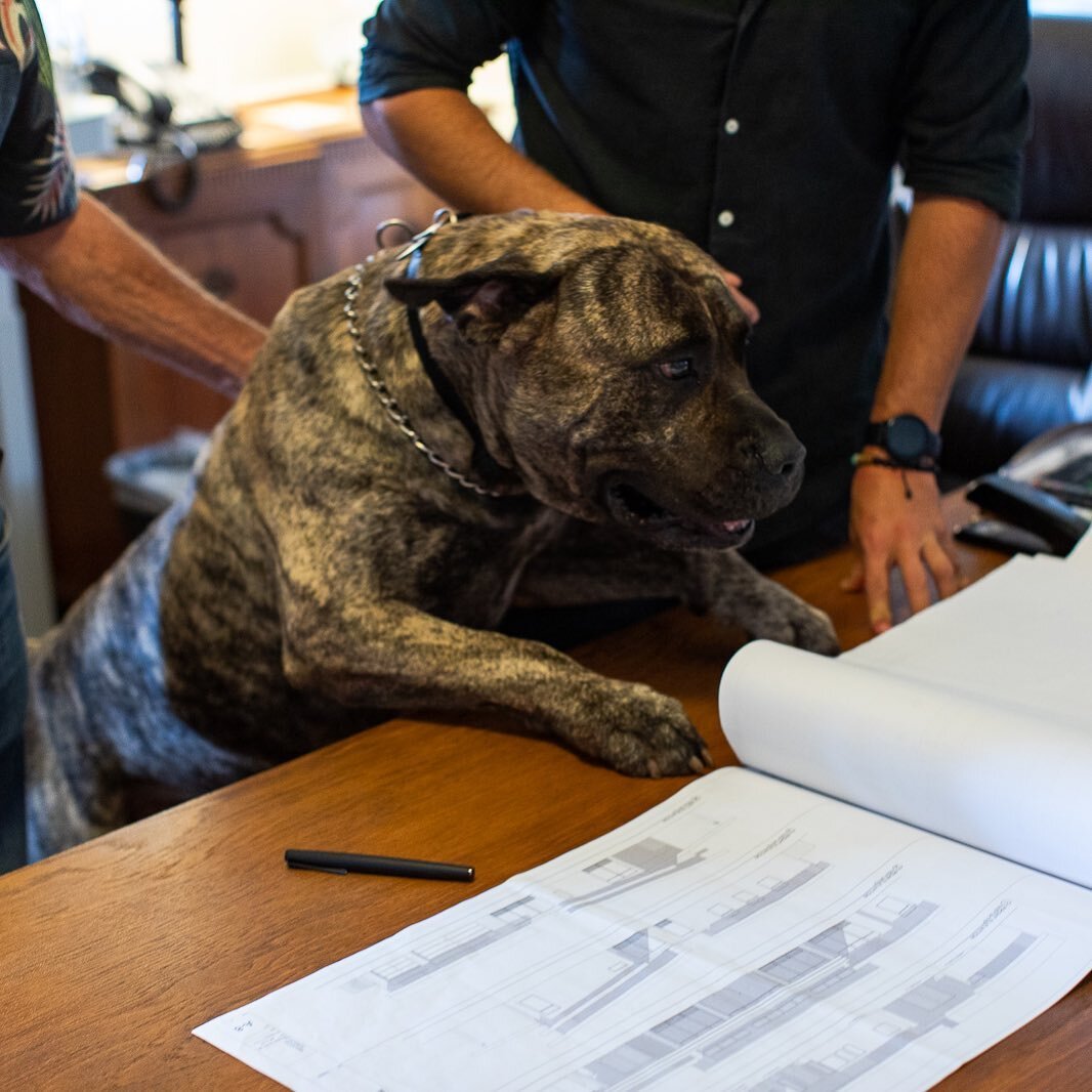 BTS of our assistant Kia&rsquo;i working hard at the office 📑

#MAG #mauiarchitecturalgroup #architecture #architecturaldesign #architect #hawaiiarchitecture #hawaiiarchitect #bts #blueprint #dogslife #hawaii #luxuryhomedesign #homedesign #commercia