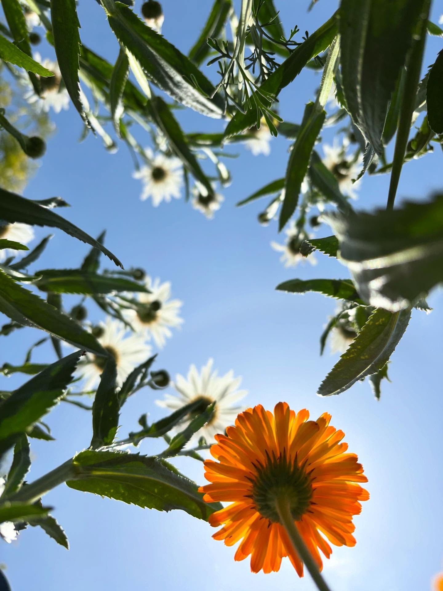 Two more days before Summer Break starts. Sweet, green, special, warm, busy days have made up the last month. Grateful, grateful.