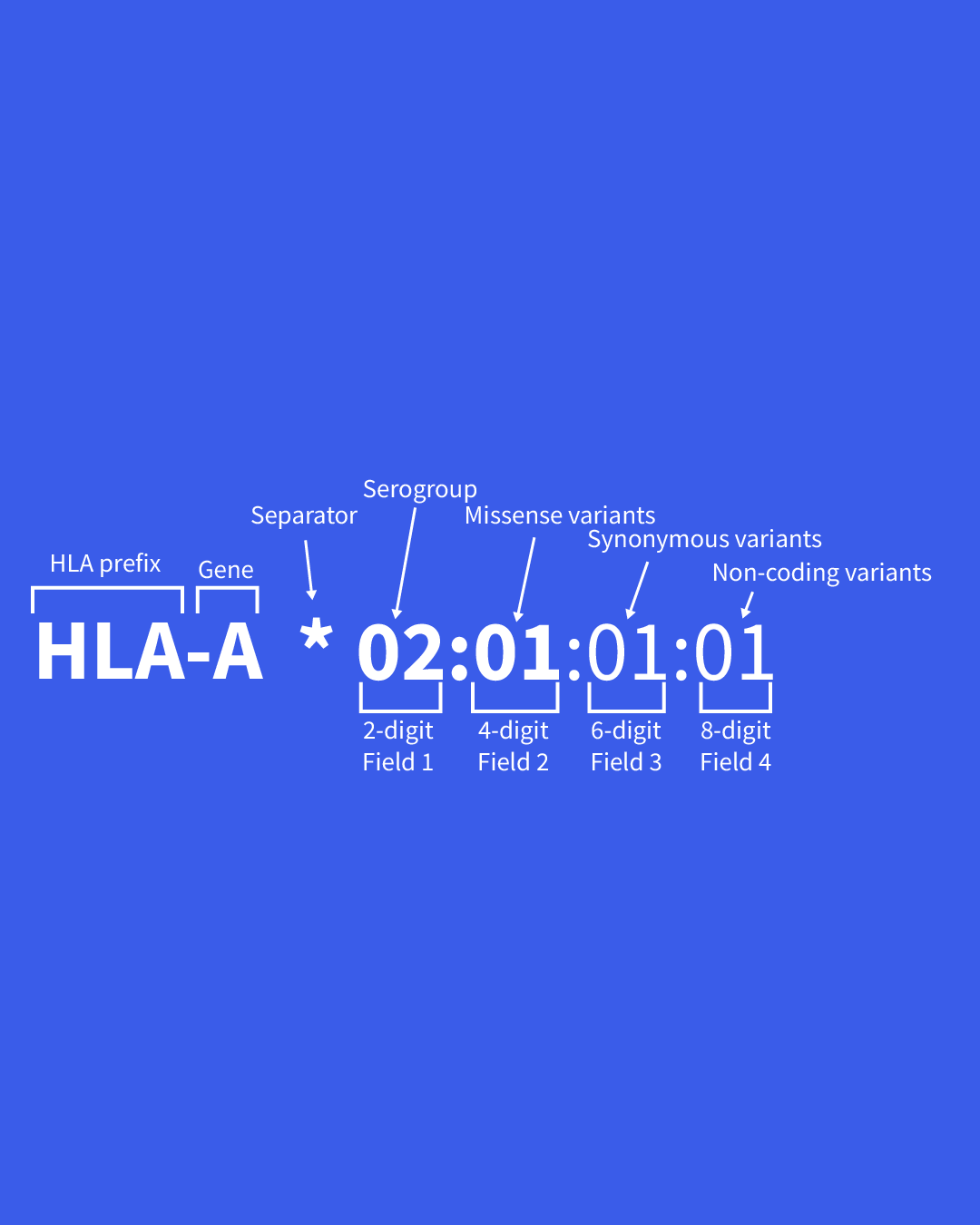 Diagram of an HLA gene sequence with labels indicating gene components, separator, serogroup, tags with digit counts, and variants, all on a blue background.